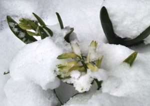 Cover photo for Understanding Cold Damage