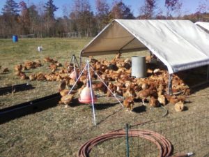 Cover photo for Backyard Poultry Symposium
